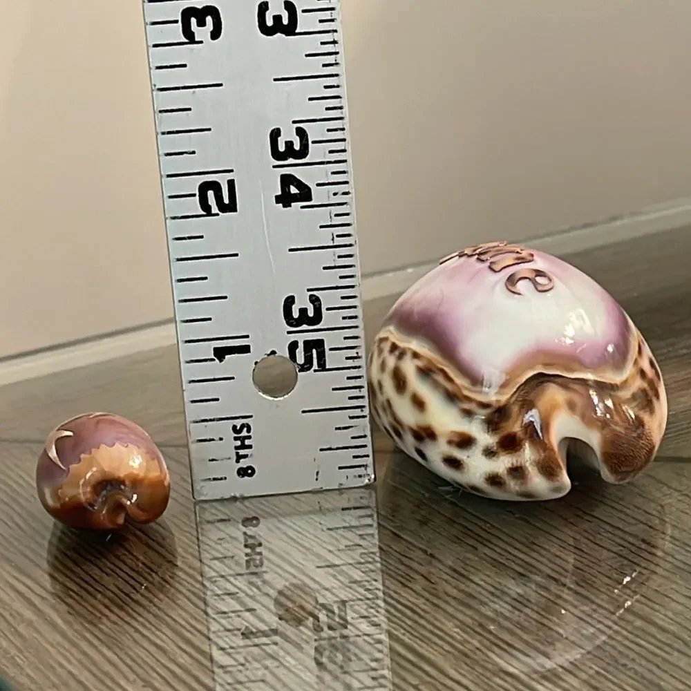 Vintage Engraved Tiger Cowrie Shell With “Jane” & Dolphin Pendant